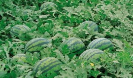 青苔kpop吃瓜占卜,揭秘明星背后的神秘面纱