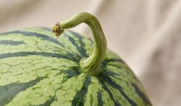 吃瓜人组,网络舆论场中的“瓜农”与“瓜民”