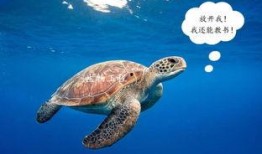 海龟吃瓜,探寻它们对西瓜的偏爱之谜