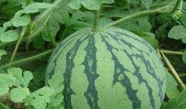 吃瓜不知种瓜甜