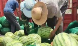 甘肃最近吃瓜事件视频,甘肃“吃瓜事件”视频引发热议