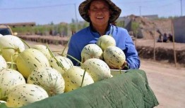 甘肃最近吃瓜事件视频,甘肃“吃瓜事件”视频引发热议