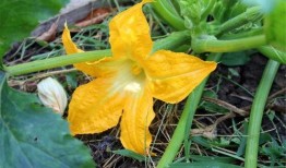 吃瓜的小花花,吃瓜小花的瓜界奇遇记