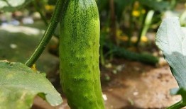 功德吃瓜,揭秘网络红人背后的功德故事