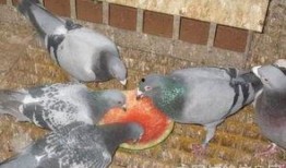 大瓜吃鸽子,揭秘吃鸽子的神秘传说