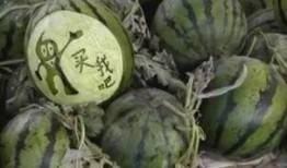 双倍珍珠吃瓜视频,揭秘幕后真相