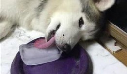 舔狗男吃瓜,揭秘网络热词背后的心理现象