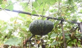 打开吃瓜群,网络社交新现象背后的故事