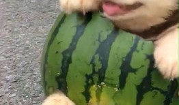 狗吃小瓜,小瓜成新宠