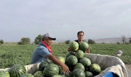 石家庄裕华吃瓜,夏日吃瓜盛宴，品味生活美好时光