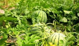 吃瓜的小花花,吃瓜小花的瓜界奇遇记