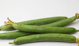 阿支天天吃瓜,揭秘瓜农的日常