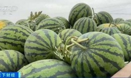 天津西青吃瓜,夏日吃瓜指南，畅享清凉美食之旅