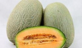 臻子和哈密瓜能一起吃吗,探究两者相容性之谜