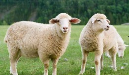 吃瓜君羊242467,探寻网络红人的神秘魅力