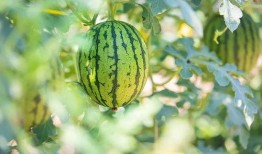 变色瓜怎么吃最好吃,解锁最佳食用秘诀