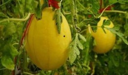 专门吃瓜群,网络社交新现象背后的故事