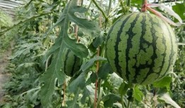 山西高阳镇吃瓜