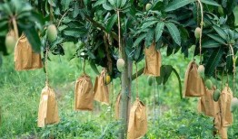 罗定朗塘吃瓜,探寻瓜果飘香的田园美食之旅