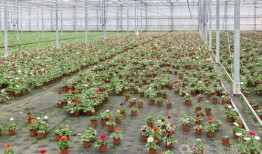 吃瓜偏门项目,探索偏门项目的独特魅力