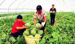 临夏饭店吃瓜事件,一场引发热议的餐饮冲突风波
