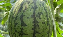 美帝吃瓜,揭秘美国政治的“吃瓜”现象