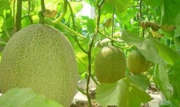 康熙吃哈密瓜,揭秘哈密瓜的宫廷传奇