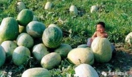 吃瓜二团,娱乐圈的“瓜田”风云录