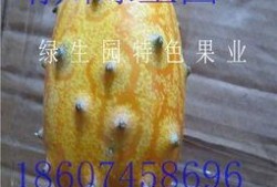 减肥吃蜜瓜行吗