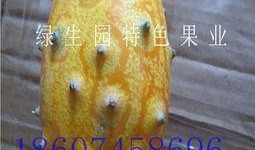 减肥吃蜜瓜行吗