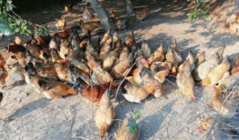 网红吃瓜吃鸡,揭秘娱乐圈幕后真相