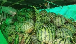 在单位被吃瓜,背后真相与反思