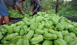 瓜毛怎么吃,解锁独特食材的多样烹饪方法