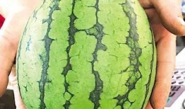 青岛最新吃瓜事件,揭秘背后真相与争议焦点