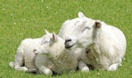 吃瓜君羊242467,探寻网络红人的神秘魅力