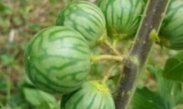 马泡瓜吃播,一场视觉与味觉的双重盛宴