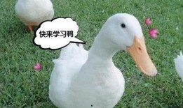 正义鸭鸭鸭吃瓜合集,揭秘娱乐圈幕后真相