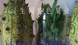 减肥吃蜜瓜行吗