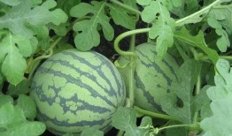 火爆吃瓜唐青青,唐青青的娱乐风云录