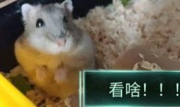 吃瓜不留爪,留下足迹还是不留爪？揭秘网络舆论场的真实面貌