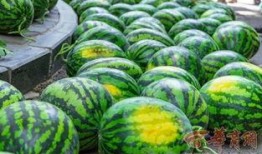 艺术大学吃瓜,揭秘校园里的“吃瓜”盛事