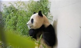 福宝吃瓜小熊,揭秘娱乐圈那些事儿