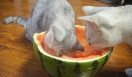 铲屎瓜吃腰子,铲屎瓜的腰子美食之旅