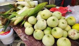 酥九九是吃瓜群众,揭秘吃瓜群众的趣味生活