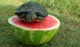 乌龟会不会吃小瓜,探究乌龟对小瓜的喜好