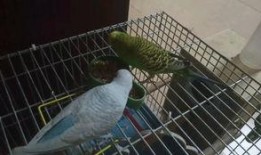 虎皮鹦鹉吃瓜嘛