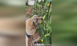 吃瓜小狗扇子,揭秘娱乐圈的清凉一夏