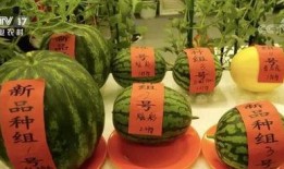 云蓝吃瓜,揭秘娱乐圈幕后故事