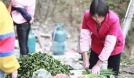 吃瓜文化社,揭秘网络时代的“瓜田”盛景