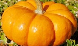 喜欢吃方瓜,探寻方瓜的独特风味